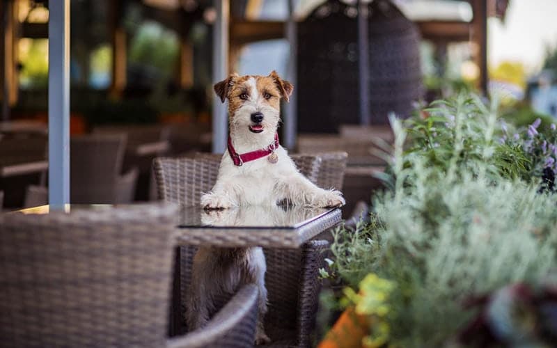Best Dog-Friendly Restaurants in Sacramento