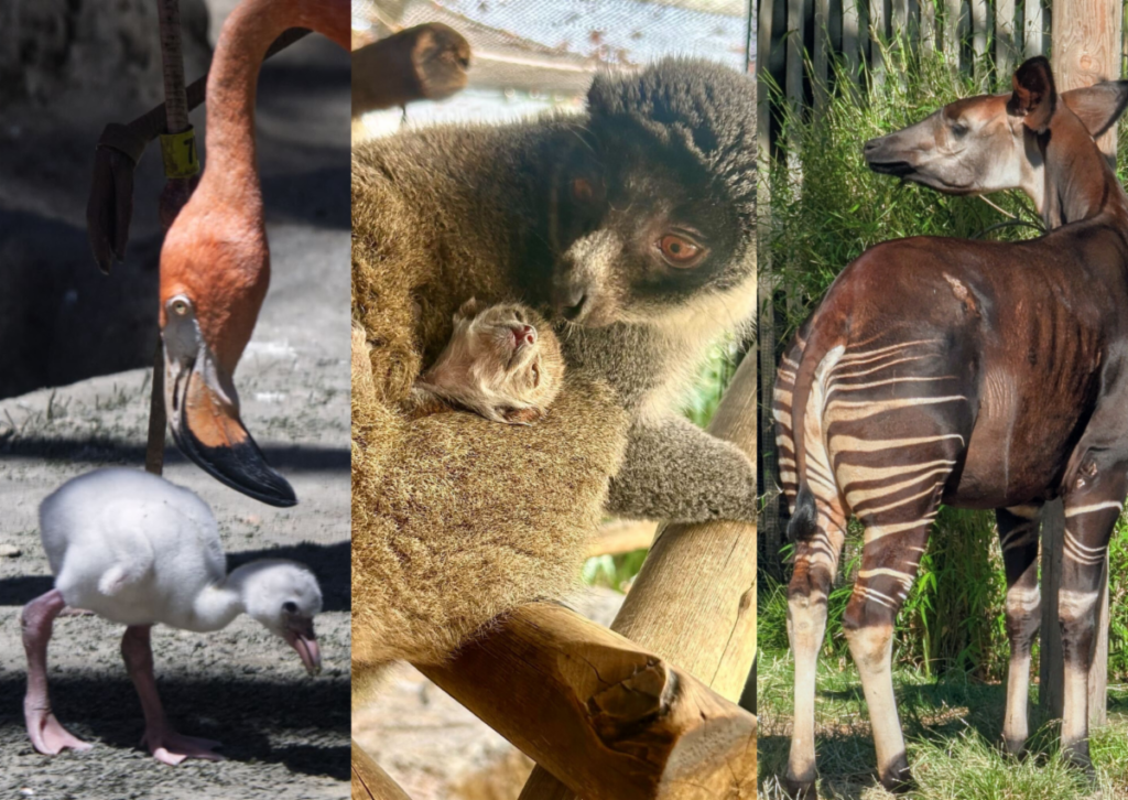 5 Star Plumbing | Discover the Secrets of Sacramento Zoo